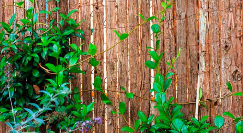 Setos altos para jardin. Las opciones más populares. Vallados-1