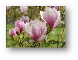 Flor de Magnolia x soulangeana